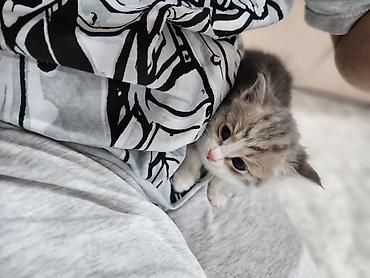 кошки коты котята: Котята, домашние. Пушистые малыши с мягкой шерстью: один тёмный — 1