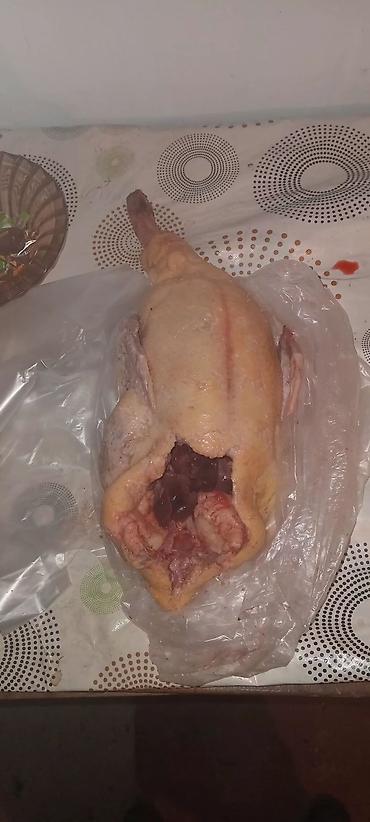 quş qovan: Məhsul: Təmizlənmiş ördək (karkas və içalatı). ordeyin kilosu 15 m — 6