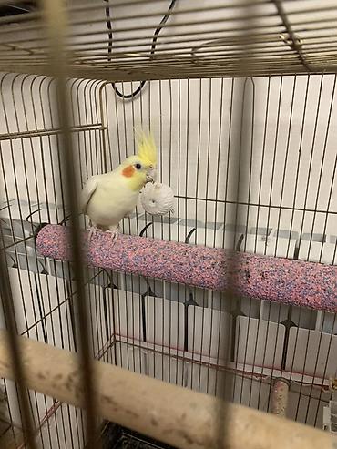 Tutuquşları: Lutilla Korella 7 ayliqdi, tam saglamdi.Erkeydi.Oz quwumun — 9