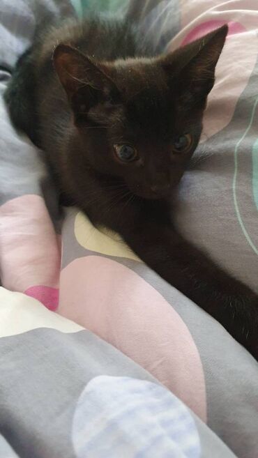 вислоухий сиамский кот: Отдаю в добрые, ответственные и любящие руки чёрного котёнка, 3.5