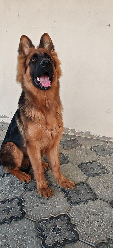 dişi it adlari: Alman çoban iti, 6 ay, Erkək, Peyvəndli, Ünvandan götürmə — 3