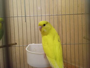 Tutuquşları: Çex tutuquşu balaları satılır 2 aylıqdırlar 3-ü birlikdə 56 manat — 14