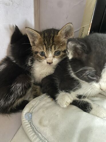 сколько стоит намордник для собак: БЕСПЛАТНО ОДАЮ В ХОРОШИЕ РУКИ! Котята, окрас: - Черно-белые с