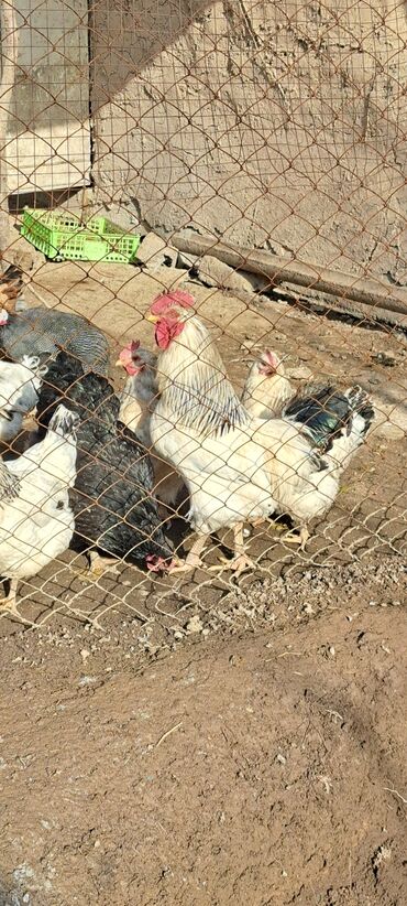 Куры, петухи: Пародистый Петух 🐓 2шт