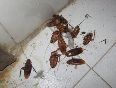 товары из китая оптом в кыргызстан: 100% жок болот