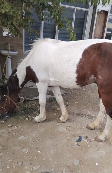 Atlar: Erkək, Ərəb, il: 4, Pulsuz çatdırılma — 2