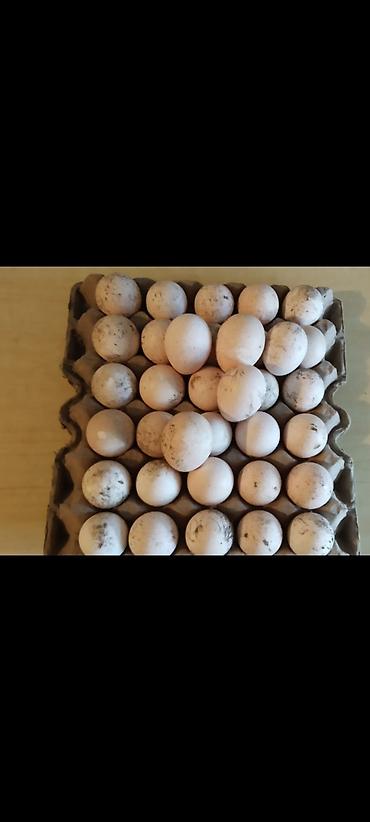 Двуспальные кровати: Кровать двух спальная светлая новая + матрас диван новый — 8