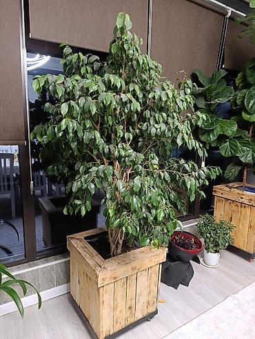 Фикусы: Продаются цветы, разные виды, сорта, большие и маленькие домашние и — 4