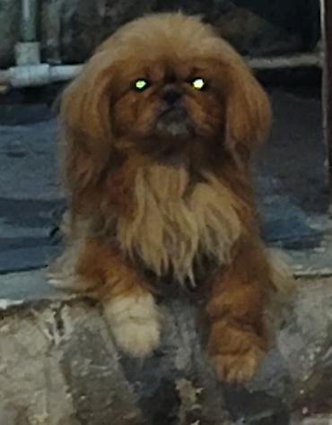 Pekines, 2 il, Erkək, Pulsuz çatdırılma