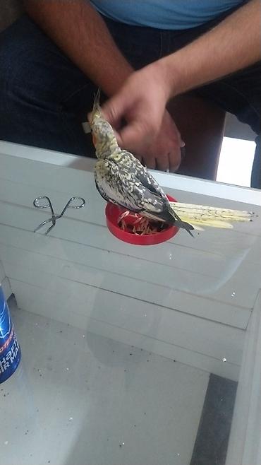 korella satışı: Watsapla elaqe saxlayin Məhsul: Nimfa tutuquşu (Cockatiel) – xallı — 2