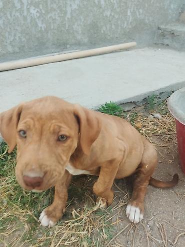 İtlər: Pitbul, 2 ay, Erkek -da lalafo.az — 8 İtlər: Pitbul, 2 ay, Erkek — 8