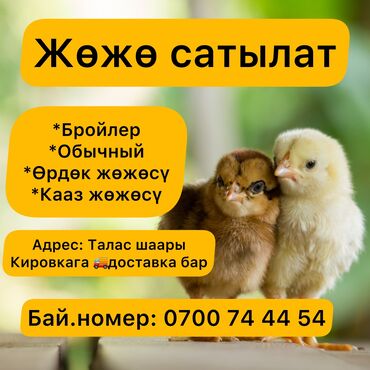 лекарство для животных: Продаю | Цыплята | Бройлерная | Для разведения