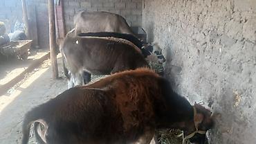 карп кои: Продаю | Бык (самец) | На откорм — 1