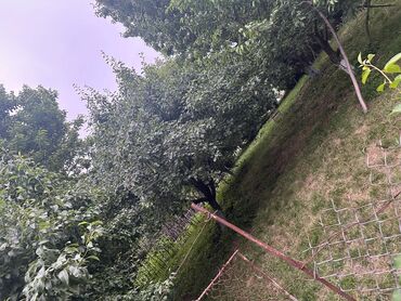 Meyvə və giləmeyvə: Salam Quba rayonunda Dağlı kəndinde 'Qırmızı qesebe' -nin üst — 9