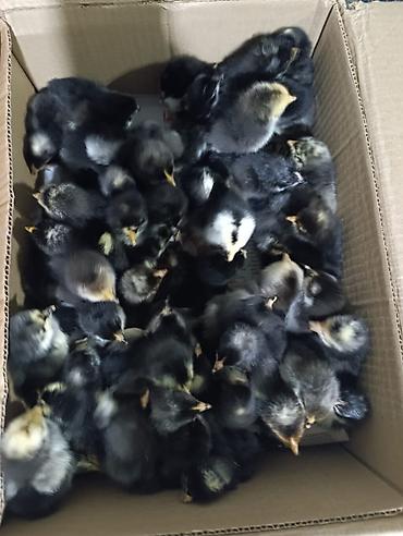 Cücələr: Sort cucelerin satisi 65-70 qepikden baslayir her nov satışda cuce — 2