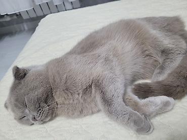Кошки: Шотландская, Самка, В добрые руки, Платная доставка, Самовывоз — 2