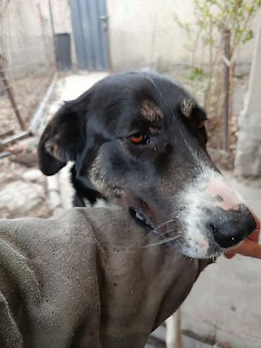 Другая автоэлектроника: Продаю контроллер 96-120 v 8- 15 kw с программным обеспечением,ЭБУ — 7