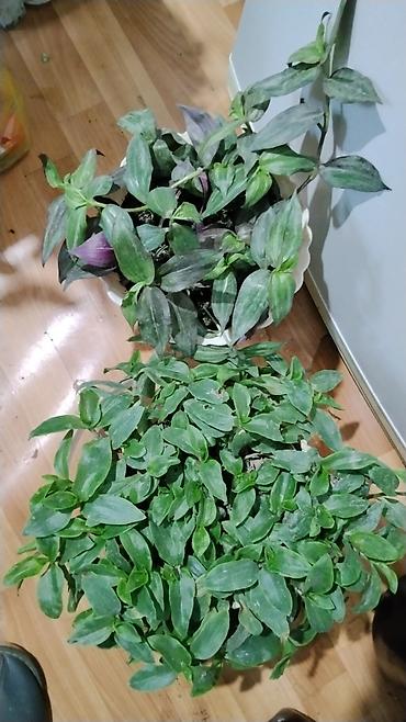 делал: Традесканция (Tradescantia fluminensis/сп. «зелёная» с фиолетовой — 6