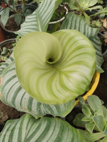 Otaq bitkiləri: Otaq bitkiləri – Fikus elastika kolleksiyası və digər dekorativ növlər — 29