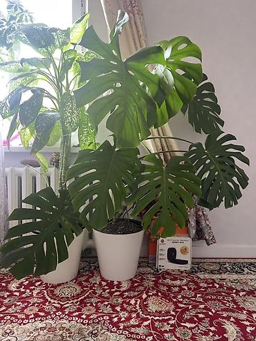 Монстеры: Распродажа цветов связи с переездом. делициоза (Monstera deliciosa) — — 3