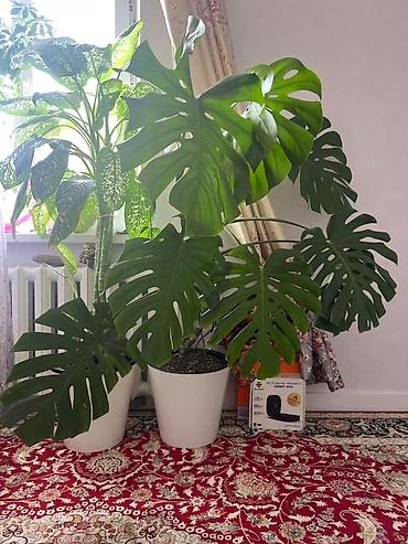 Монстеры: Монстера вариегатная (Monstera deliciosa variegata) — комнатное — 15
