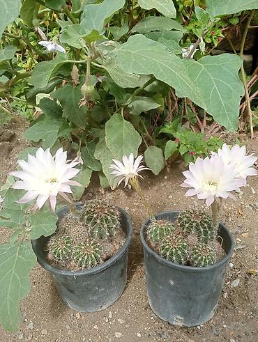 heyet gulleri ve adlari: Çiçəkli kaktus – Echinopsis (saksıda) - Növ: Echinopsis (lobivioid — 7