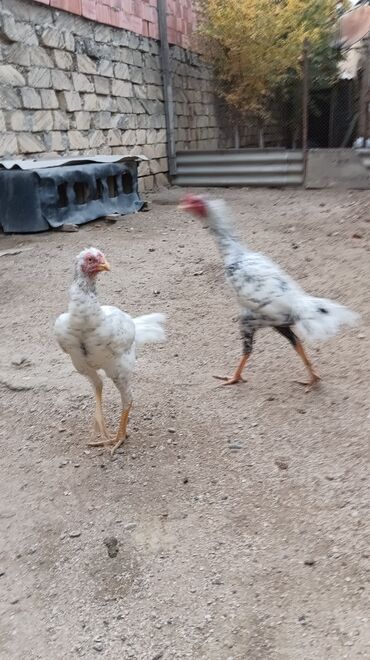 Toyuqlar: Toyuq, Damazlıq, Ünvandan götürmə — 8