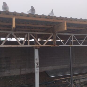 Птицы: Продаю голубей — 10