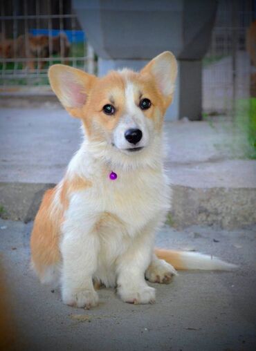 Psi: Prelepi štenci Welsh Corgi Pembroke, od odličnih roditelja: D.O.B — 3