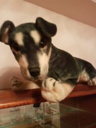 Oyuncaqlar: Oyuncaq İt. Çin istehsalı. Uzunluğu 75 sm. Qiyməti - 50 azn -da lalafo.az — 2 Oyuncaqlar: Oyuncaq İt. Çin istehsalı. Uzunluğu 75 sm. Qiyməti - 50 azn — 2