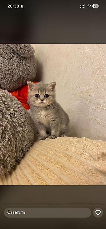 Pişiklər: Britan — 8