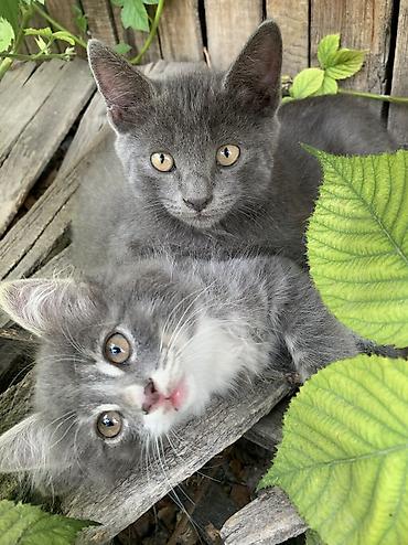 ищу котят: Котята в добрые руки 2 месяца — 1