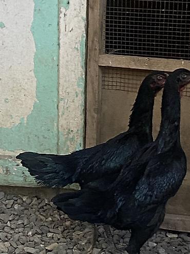 Toyuqlar: Toyuq, Damazlıq, Ödənişli çatdırılma — 4