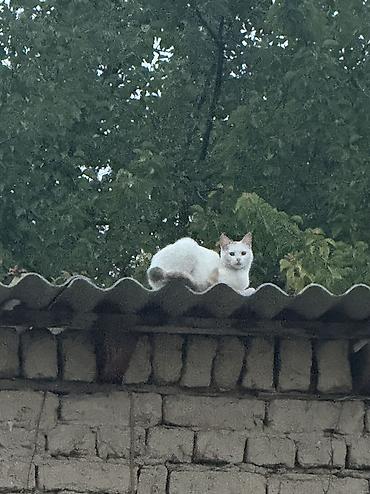 Кошки: 1 год, Девочка, Метис, Приучена к лотку — 1
