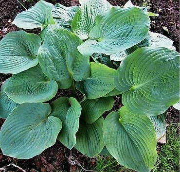 Другие садовые цветы и кустарники: Клематисы, 800сом Хосты, голубые крупномеры "Элеганс" и "Биг Дадди" — 12