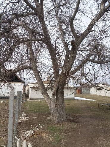 прием орехов: Дрова Орех, Самовывоз