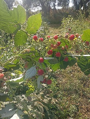 Продажа участков: 4500 соток — 4