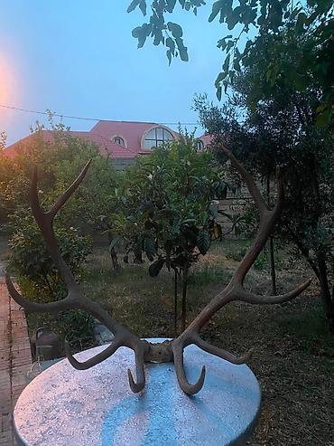 maral basi: Qırmızı Maral buynuzu 40-50 ilindi — 2
