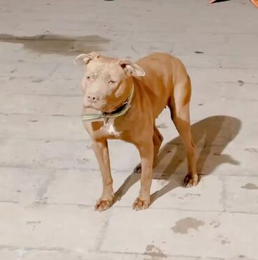 itlər pitbul: Pitbul, 2 il, Dişi