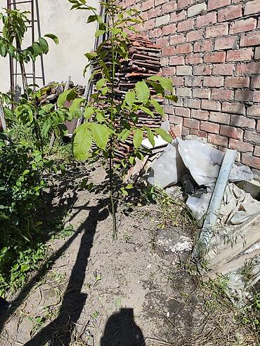 китайский орех: Продам саженец грецкого ореха, годовалый, сильно рослый, тонкокорый — 2