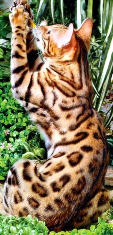 балинезийская кошка: Акция!! Вязка с породистым Бенгальским котом весь май 5000 сом. Не