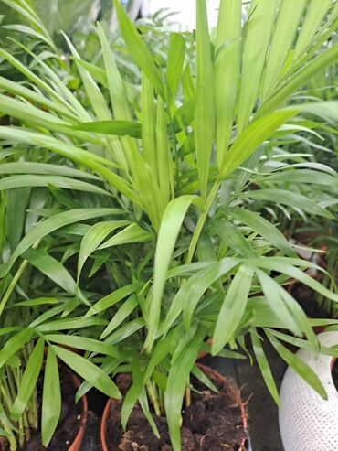 Vaze i saksije: Crassula Ovata, Drvo Novca, velika biljka sa prve, druge i trece je — 9