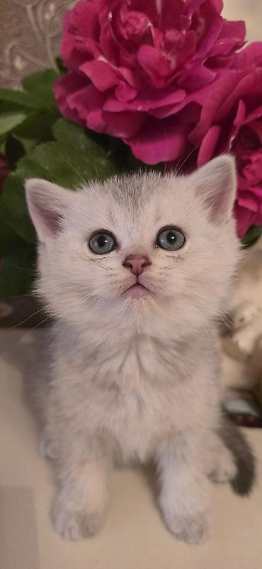 Кошки: Шотландская вислоухая — 8