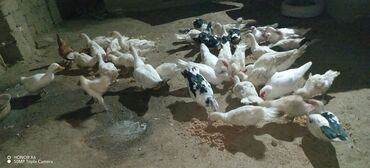 Ördəklər: Erkək, Ətlik — 4