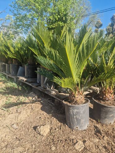 Sobne biljke: Cikas palma je upečatljiva vrsta koja daje luksuzan pečat svakom