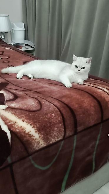 котята скотиш: Скотиш Страйт (Шотландская прямоухая), 1 год, Девочка, Серебристая шиншилла — 1