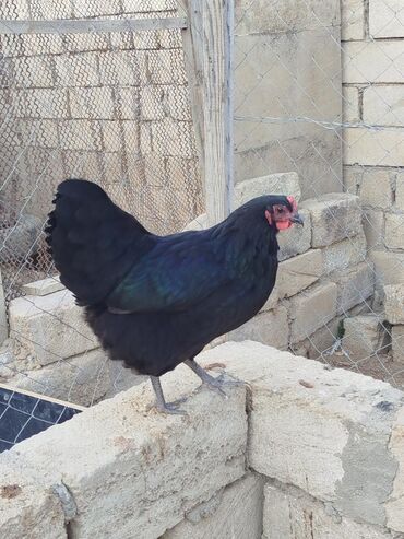 Toyuqlar: Toyuq, Australorp, Damazlıq, Ünvandan götürmə