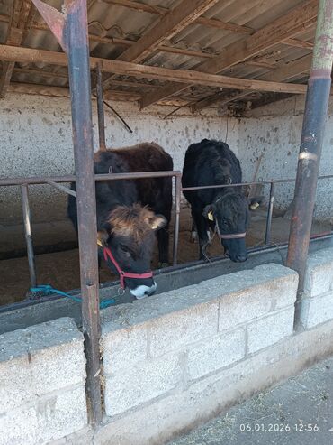 Коровы, быки: Продаю | Корова (самка) | Полукровка | Для разведения | Стельные — 1