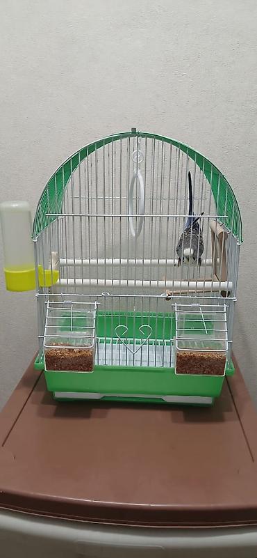 Зоотовары: Продается попугай, волнистый, самец, в подарок пакет корма. Клетка для — 4
