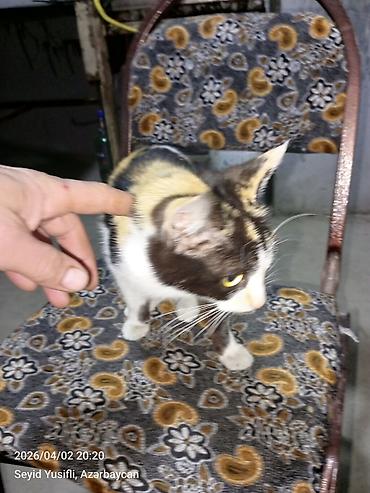 Pişiklər: Dişi, Yaxşı əllərə — 4